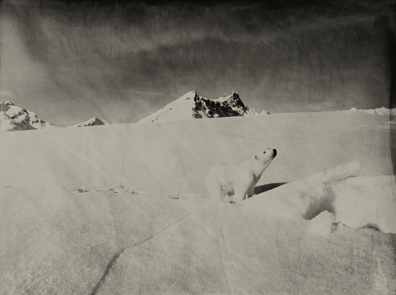 Polar Bear Klosters Switzerland